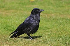 Carrion Crow